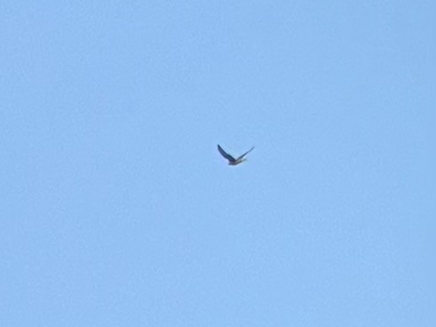 Prairie Falcon - ML646011722