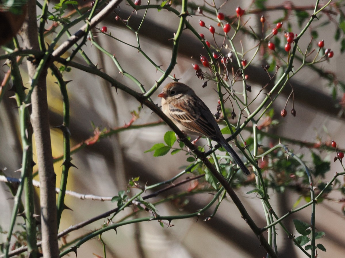 Field Sparrow - ML646011727