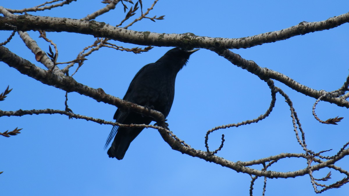 amerikakråke - ML646011733