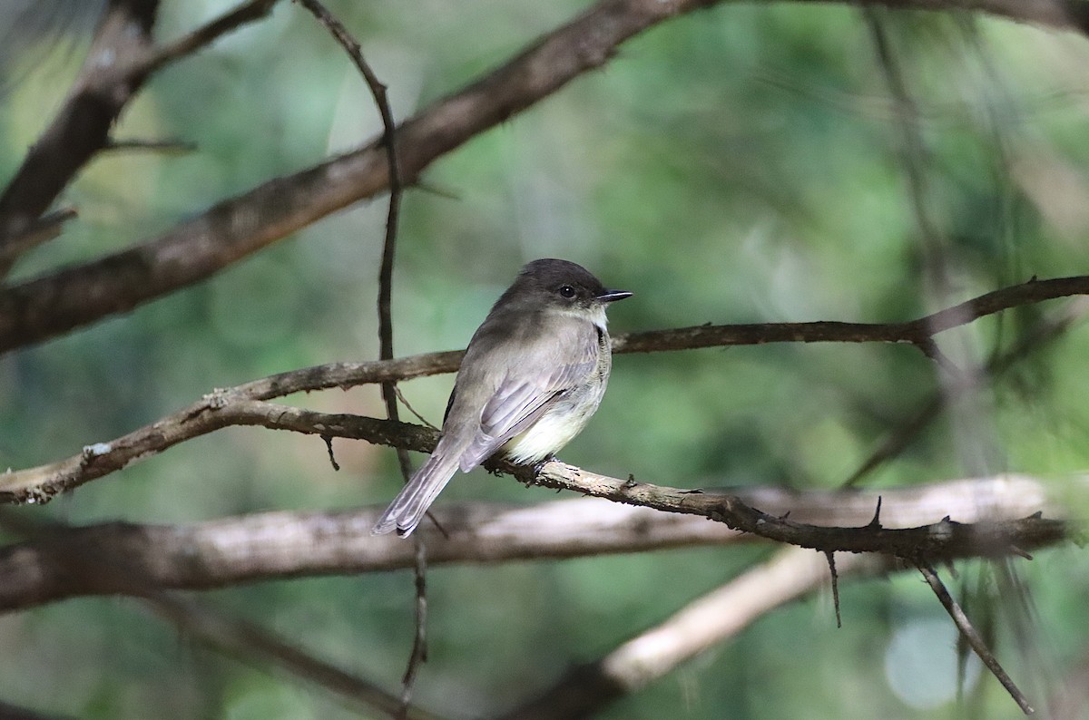 Eastern Phoebe - ML646011744