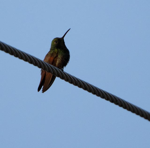 Berylline Hummingbird - ML646011748