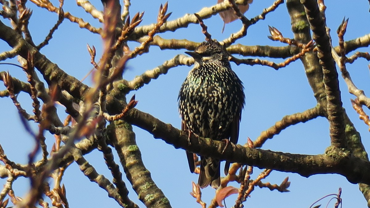 European Starling - ML646011759