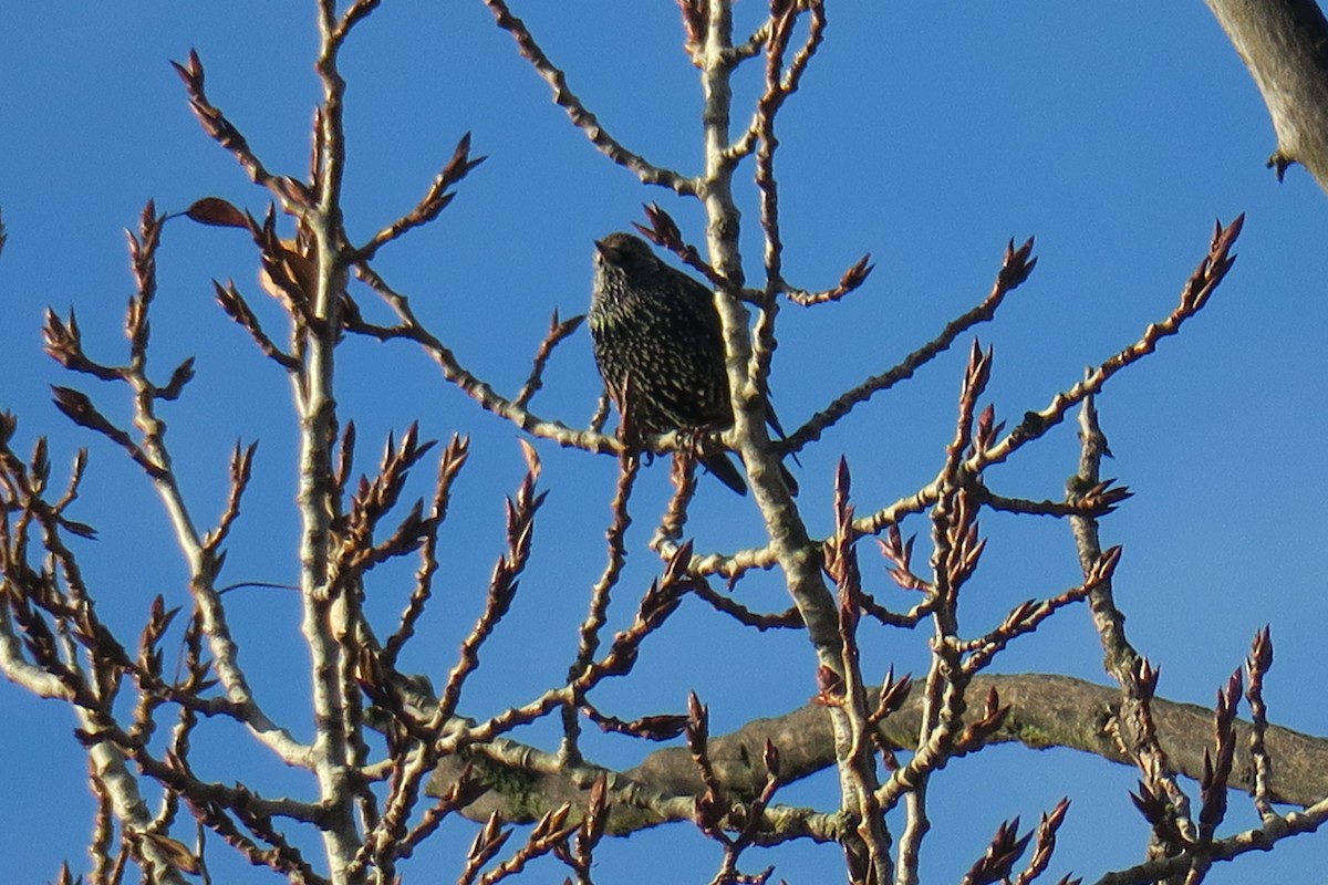 European Starling - ML646011760