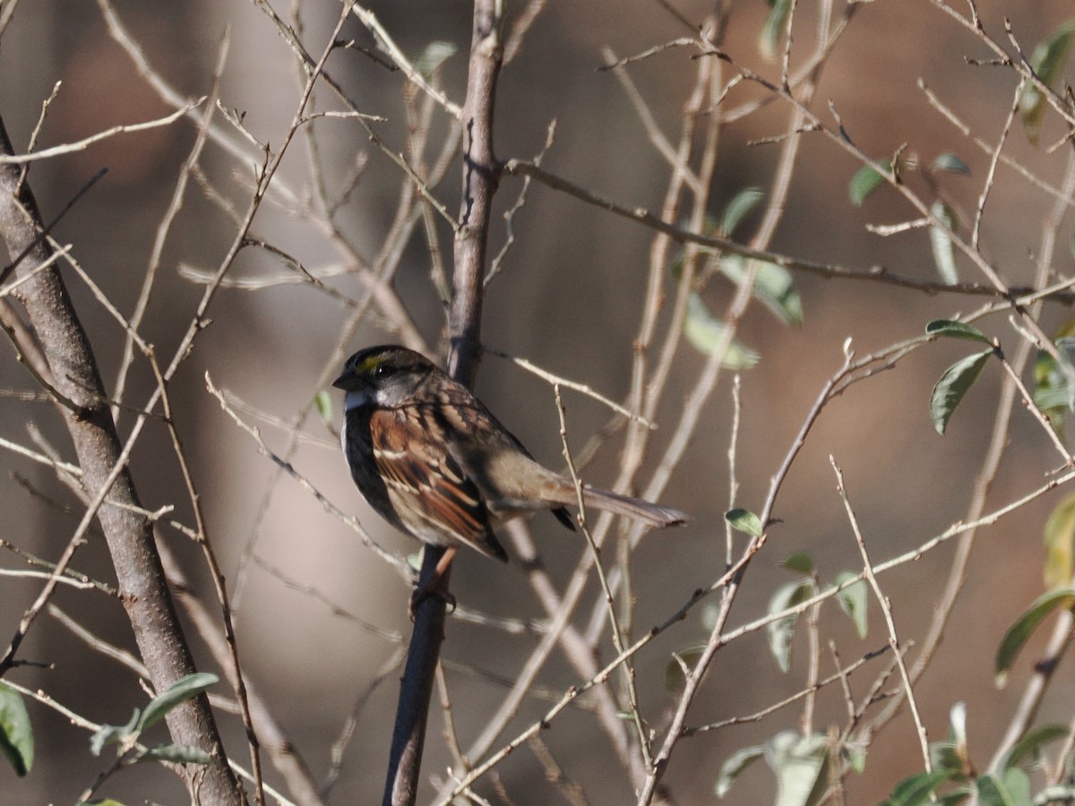 גיבתונית לבנת-גרון - ML646011761