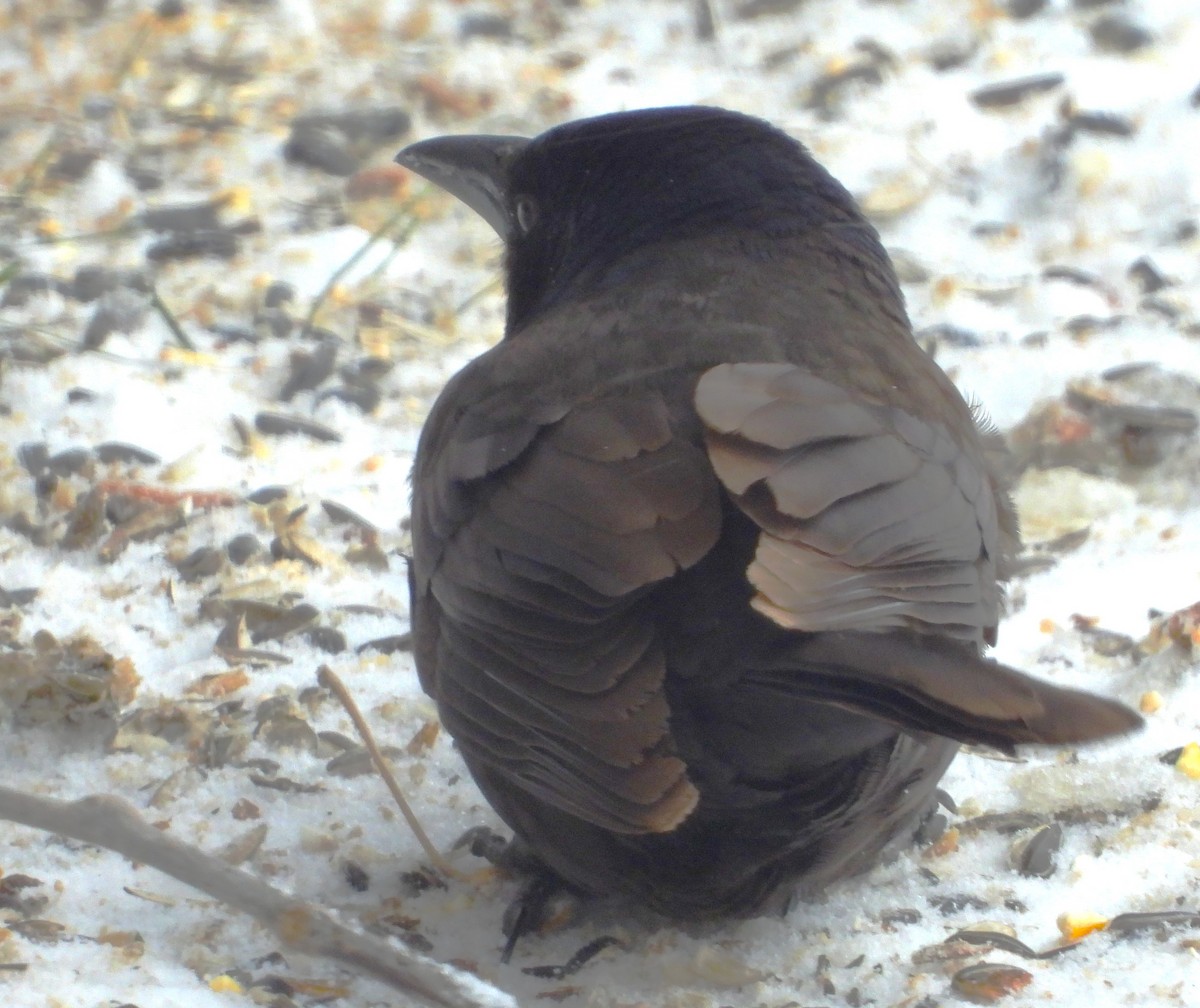 Common Grackle - ML646011765