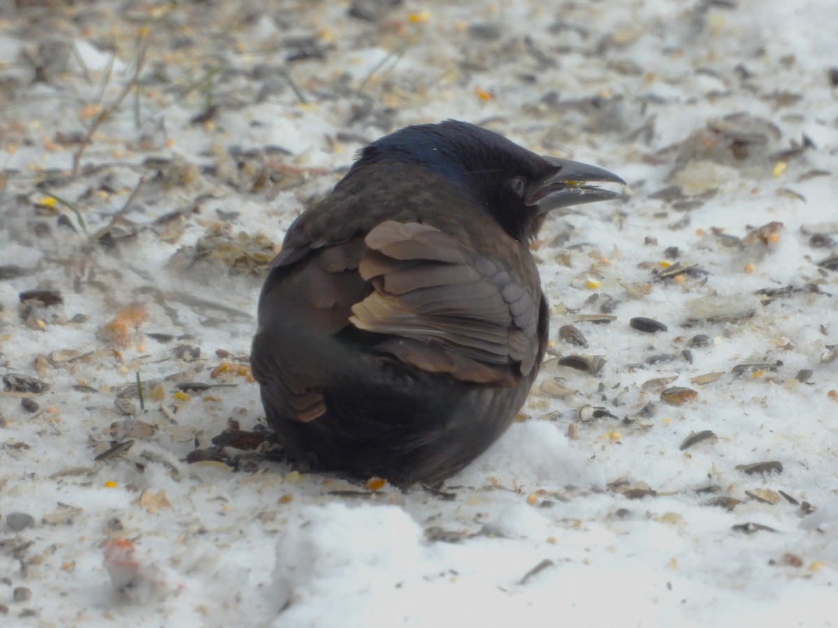 Common Grackle - ML646011766