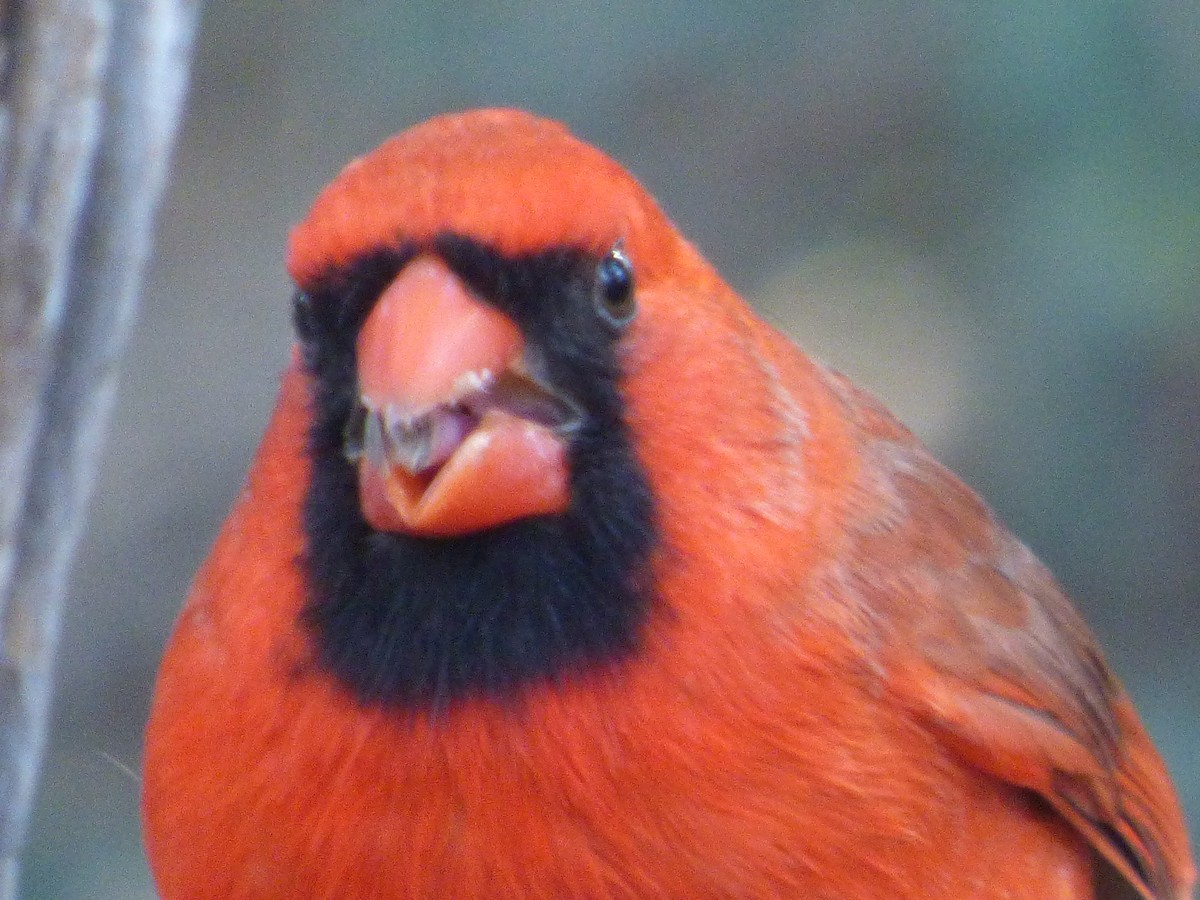 Cardenal Norteño - ML646011767