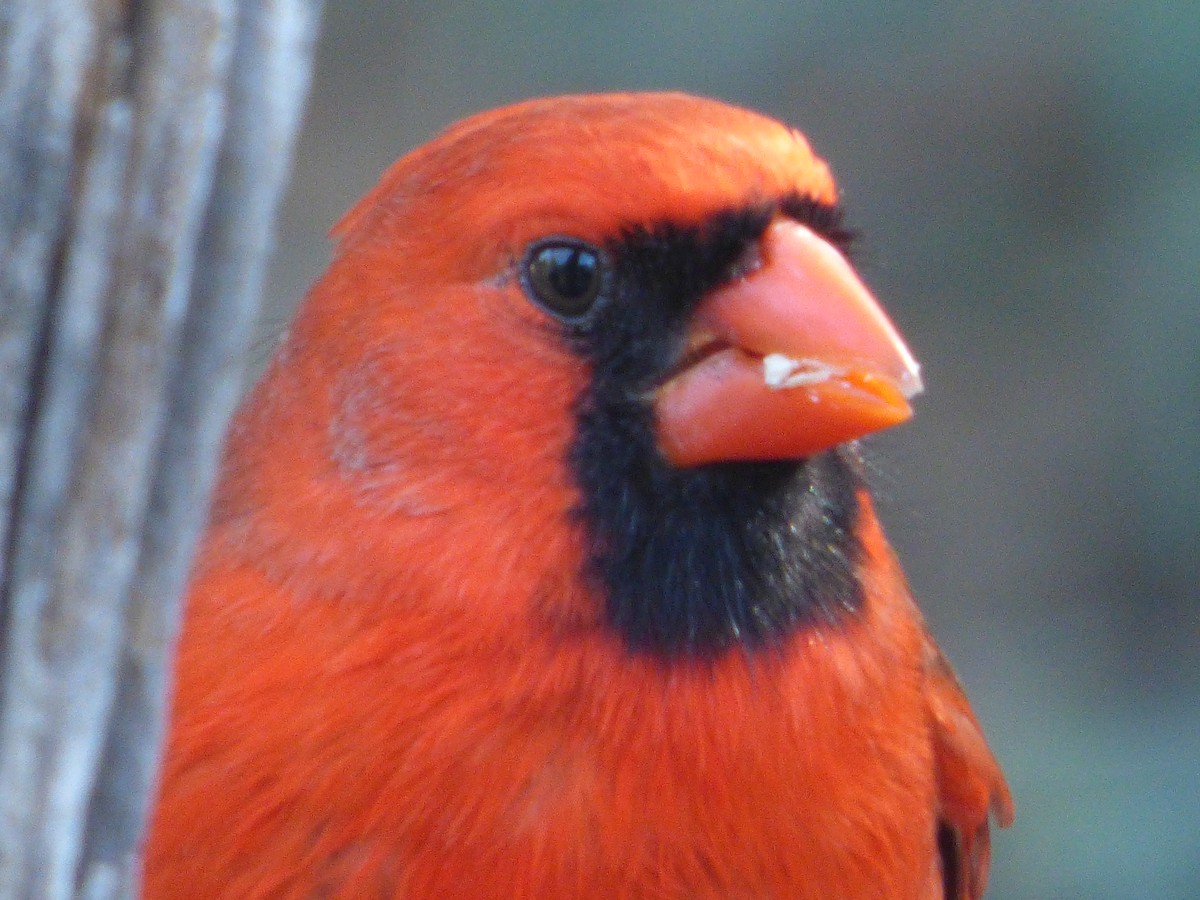 Cardenal Norteño - ML646011768