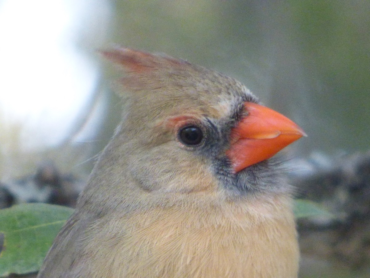 Cardenal Norteño - ML646011769
