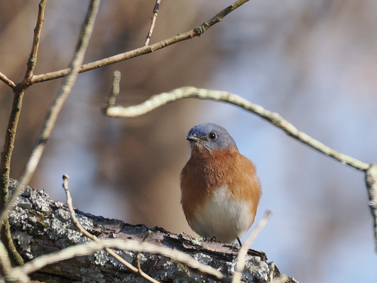 Eastern Bluebird - ML646011770