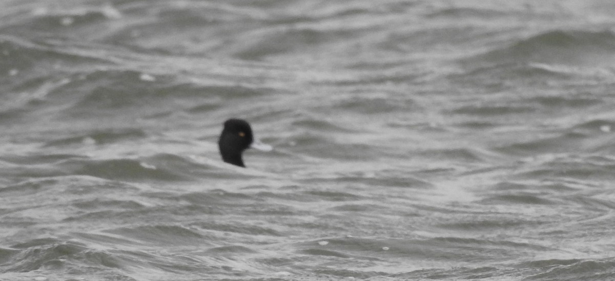 Lesser Scaup - ML646011772