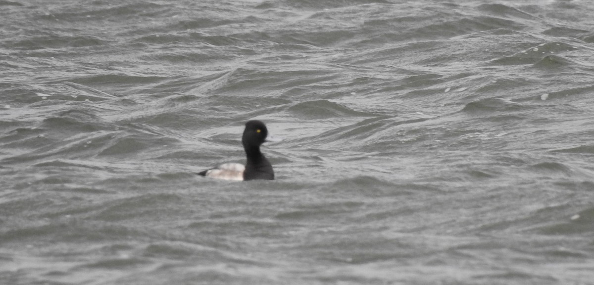 Lesser Scaup - ML646011773