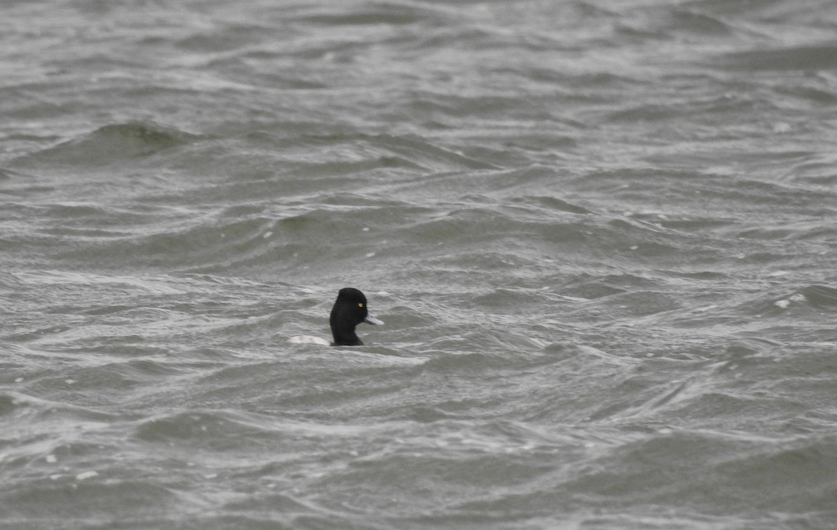 Lesser Scaup - ML646011774