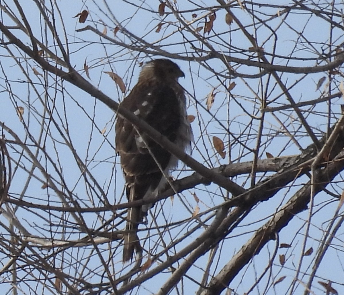 Cooper's Hawk - ML646011790