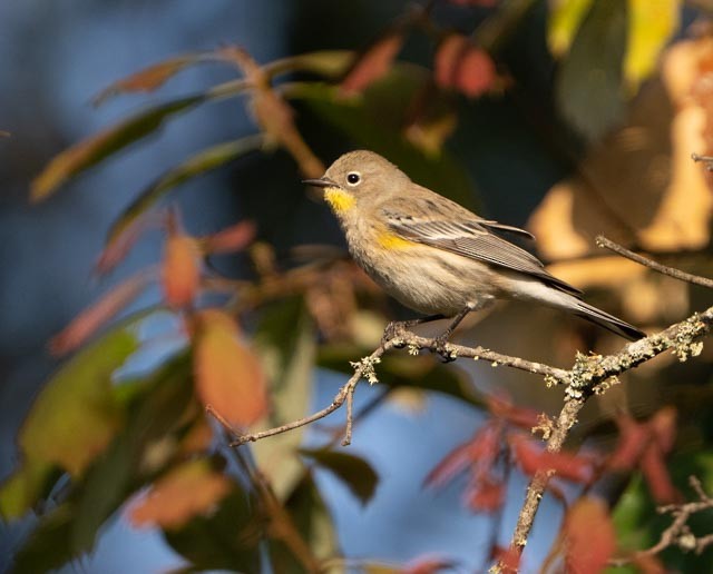 Yellow-rumped Warbler - ML646011791