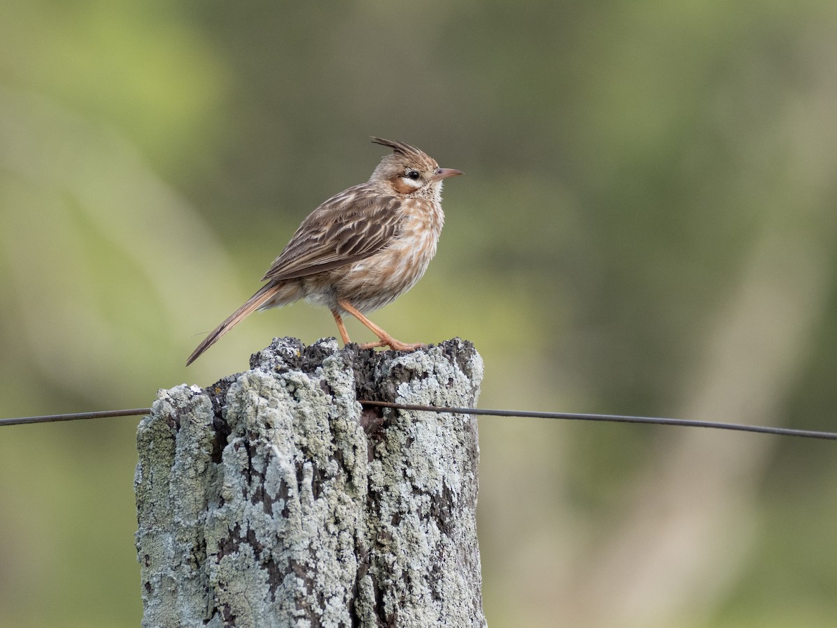 Lark-like Brushrunner - ML646011792