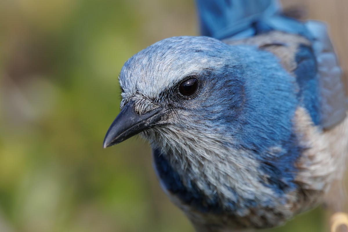 Florida Scrub-Jay - ML646011797