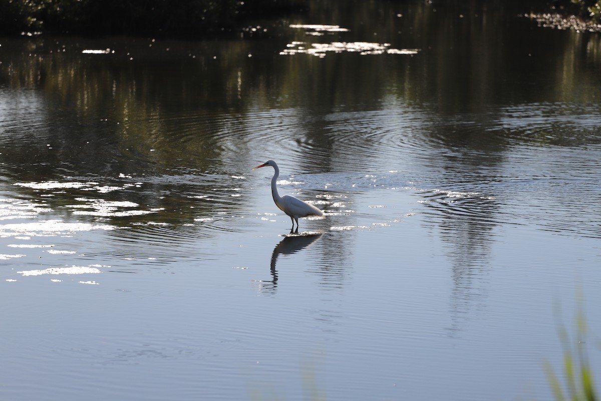 Great Egret - ML646011804