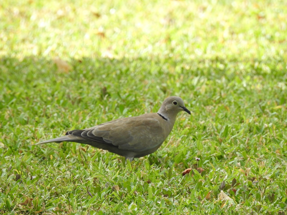 Eurasian Collared-Dove - ML646011806
