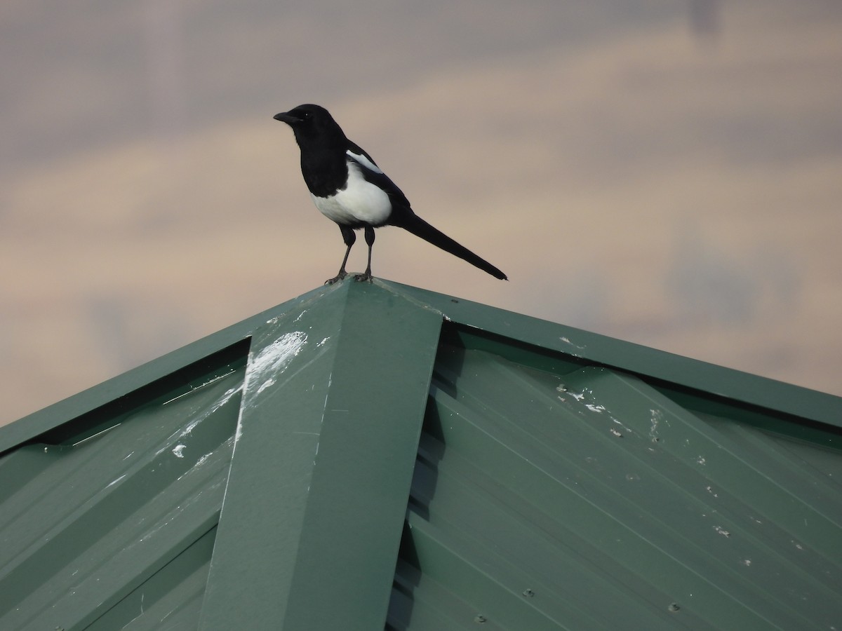 straka americká - ML646011814