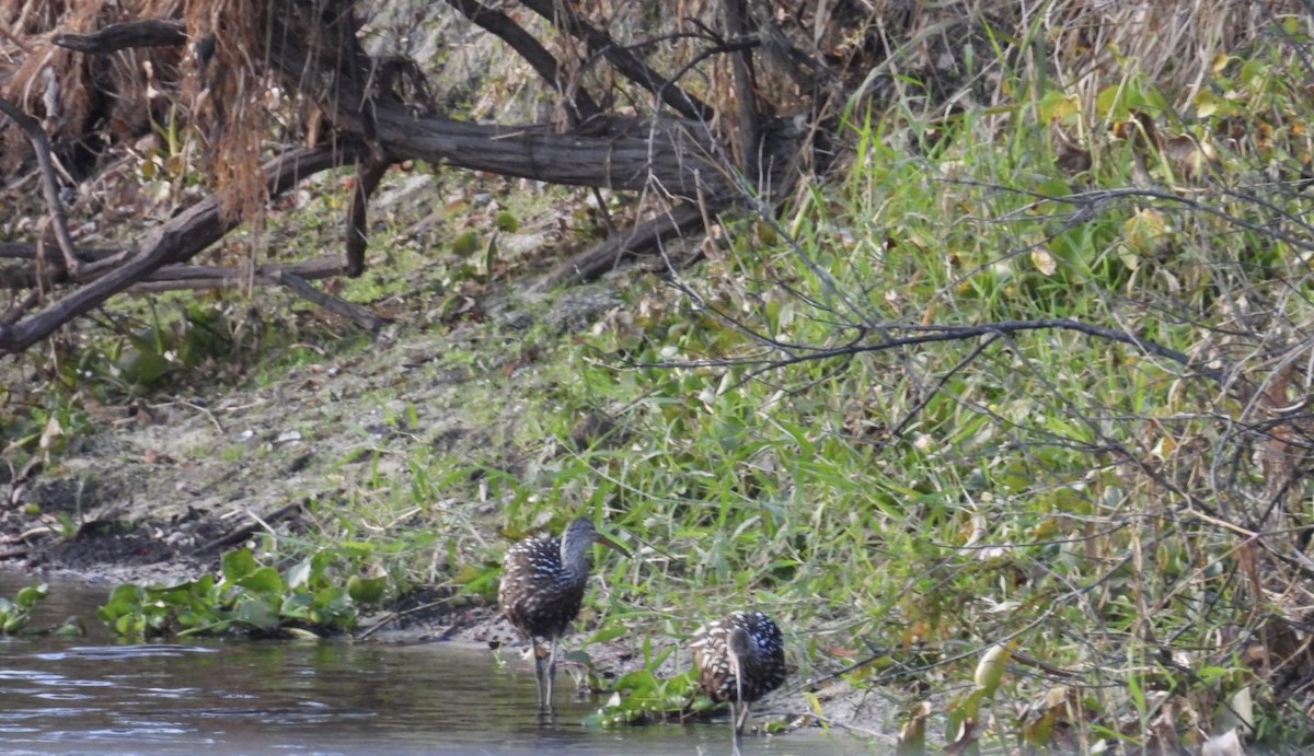 Limpkin - ML646011817