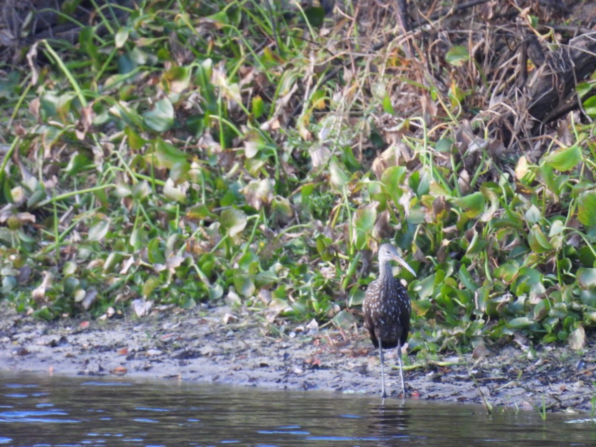 Limpkin - ML646011818