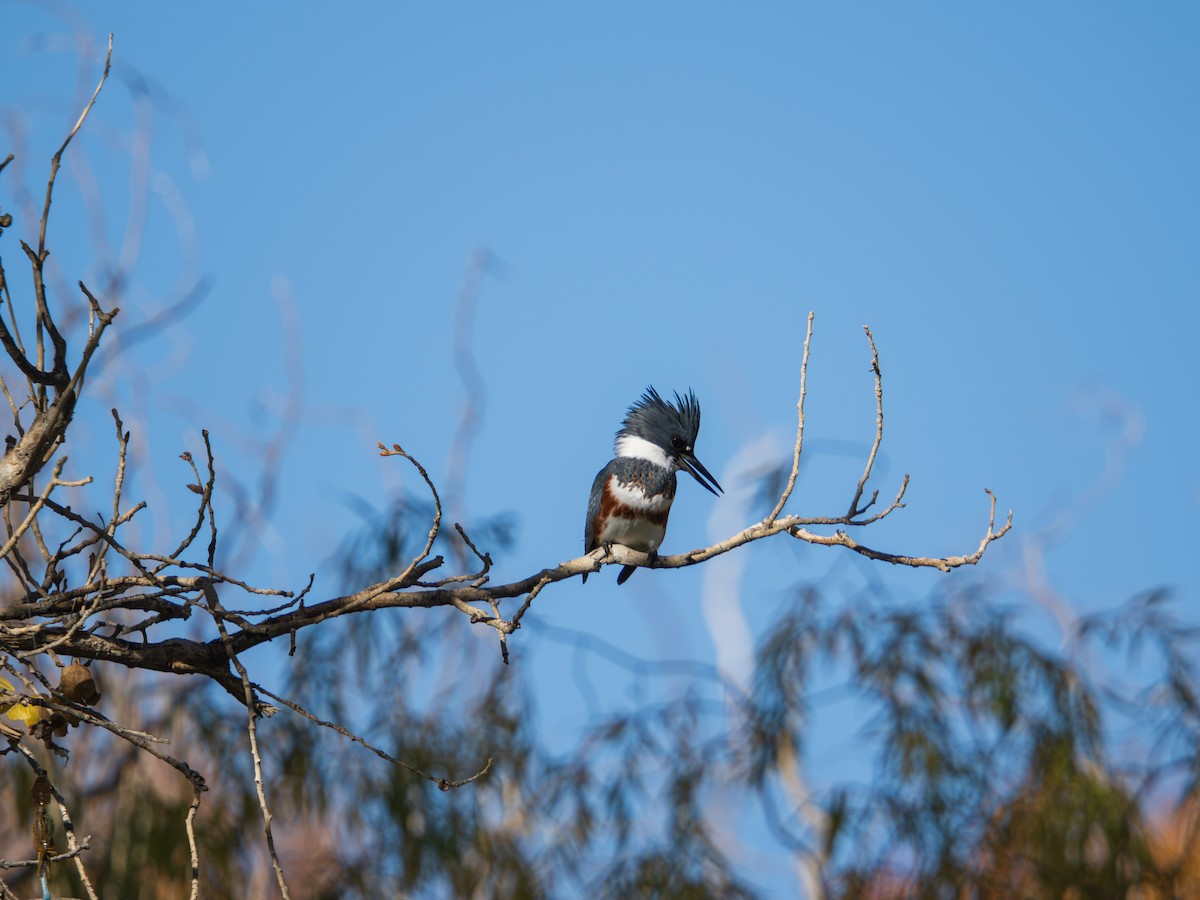 Belted Kingfisher - ML646011819