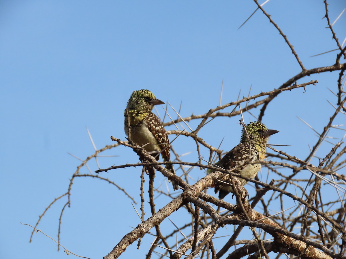 D'Arnaud's Barbet - ML646011827