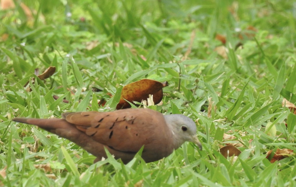 Ruddy Ground Dove - ML646011832
