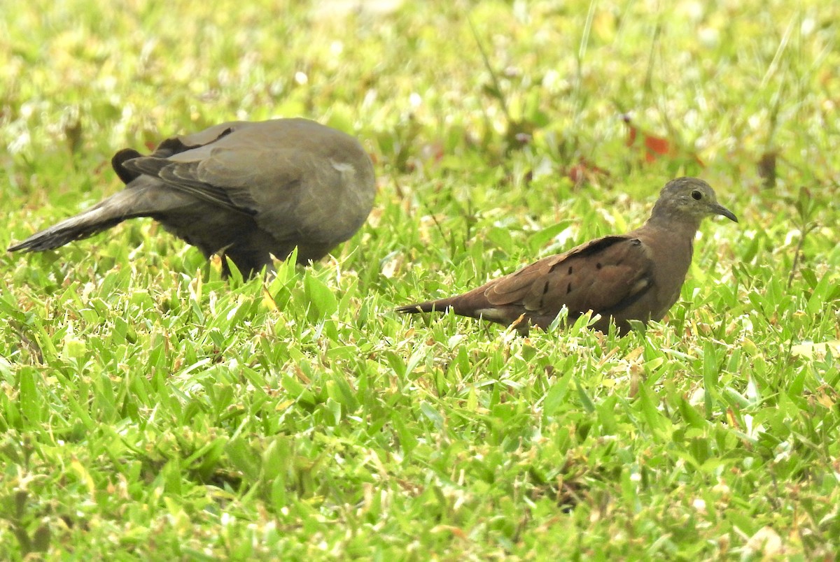 Ruddy Ground Dove - ML646011833