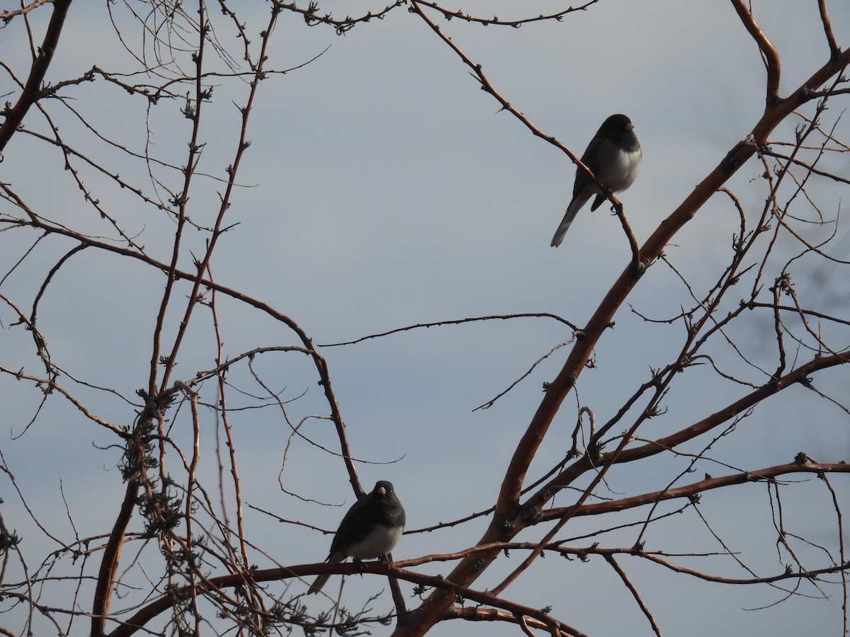 Dark-eyed Junco - ML646011842