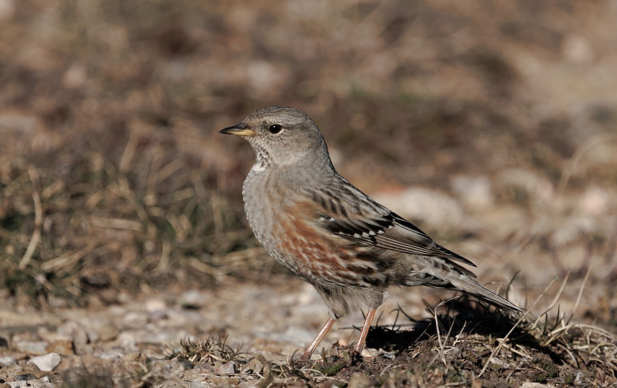 Alpine Accentor - ML646011843