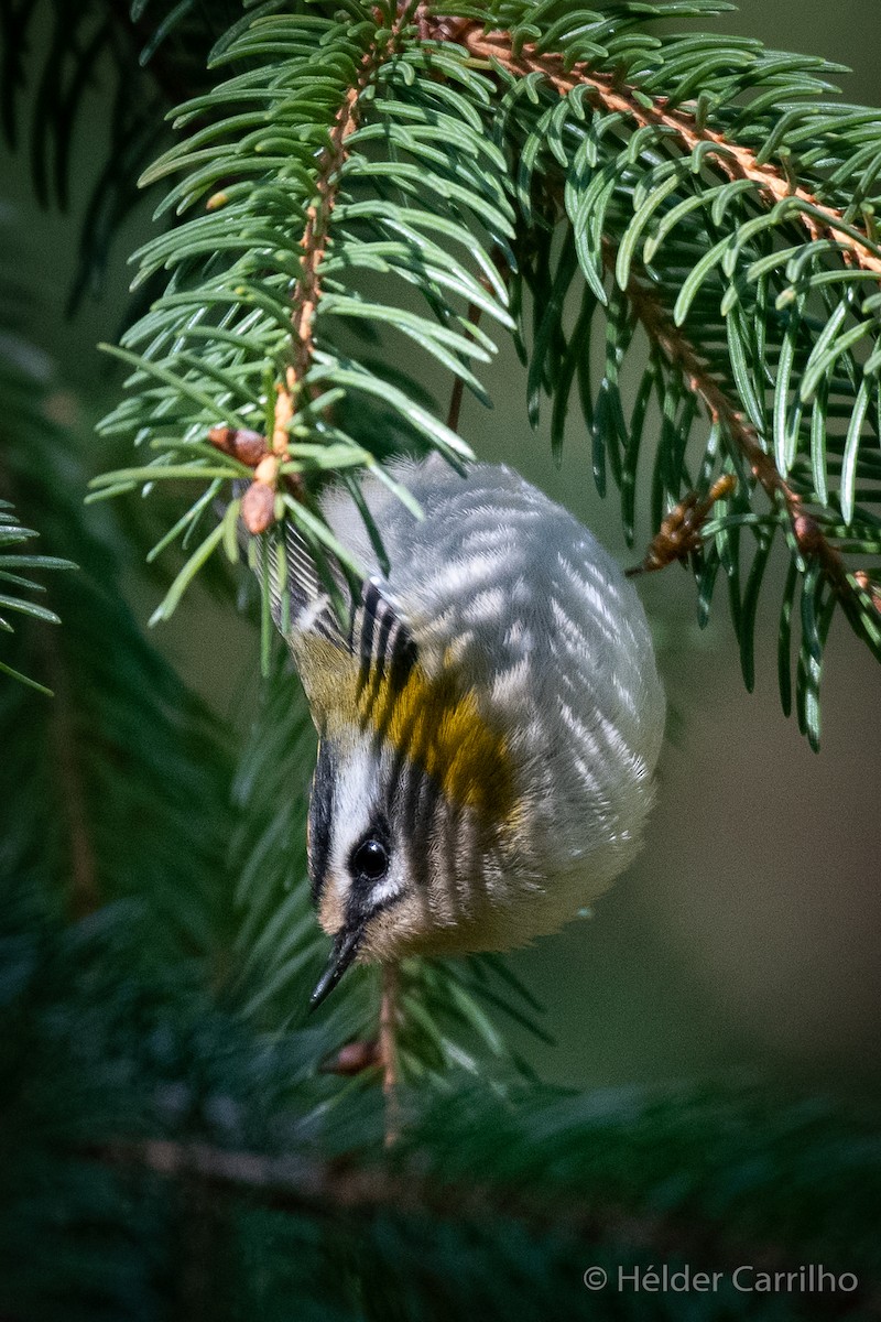 Common Firecrest - ML646011844