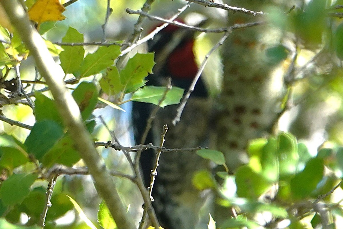 Red-naped Sapsucker - ML646011845