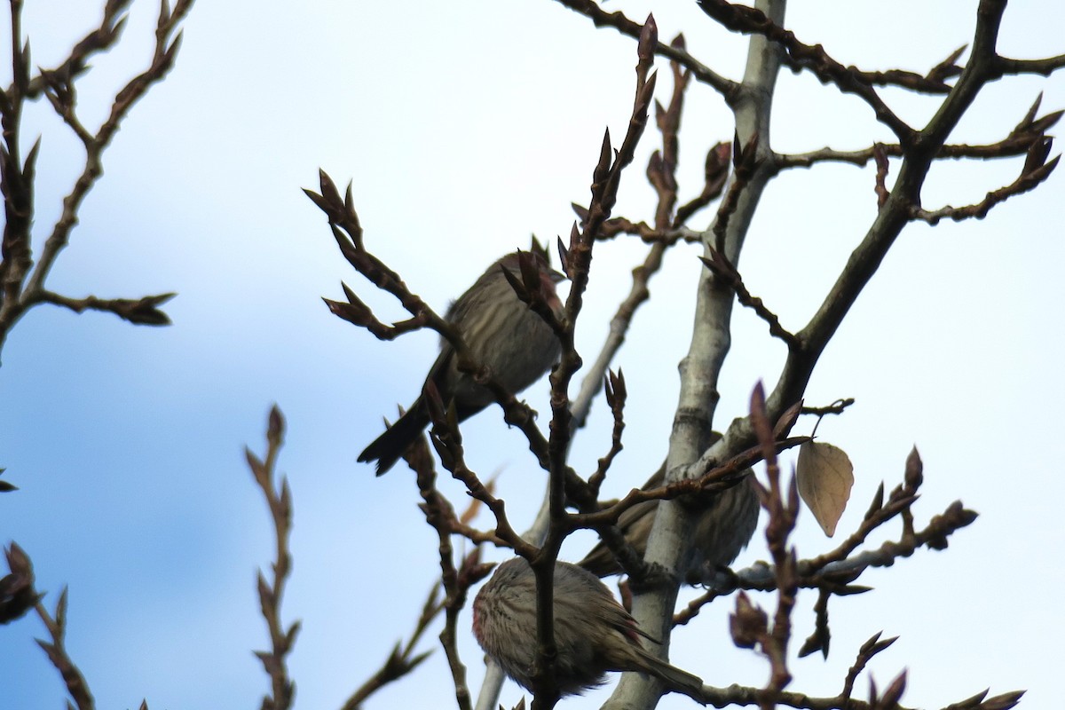 House Finch - ML646011847
