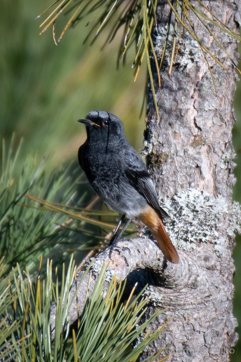 赭紅尾鴝 - ML646011855