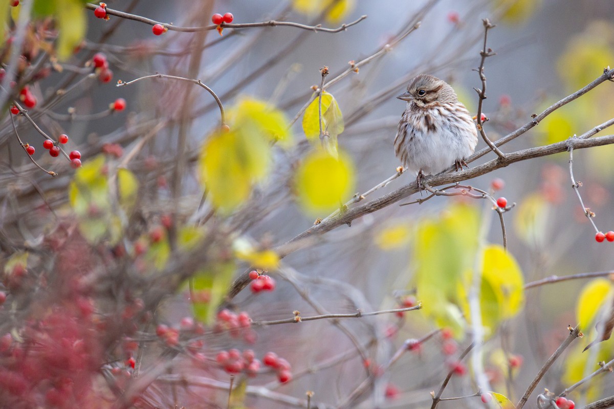 ウタスズメ - ML646011859