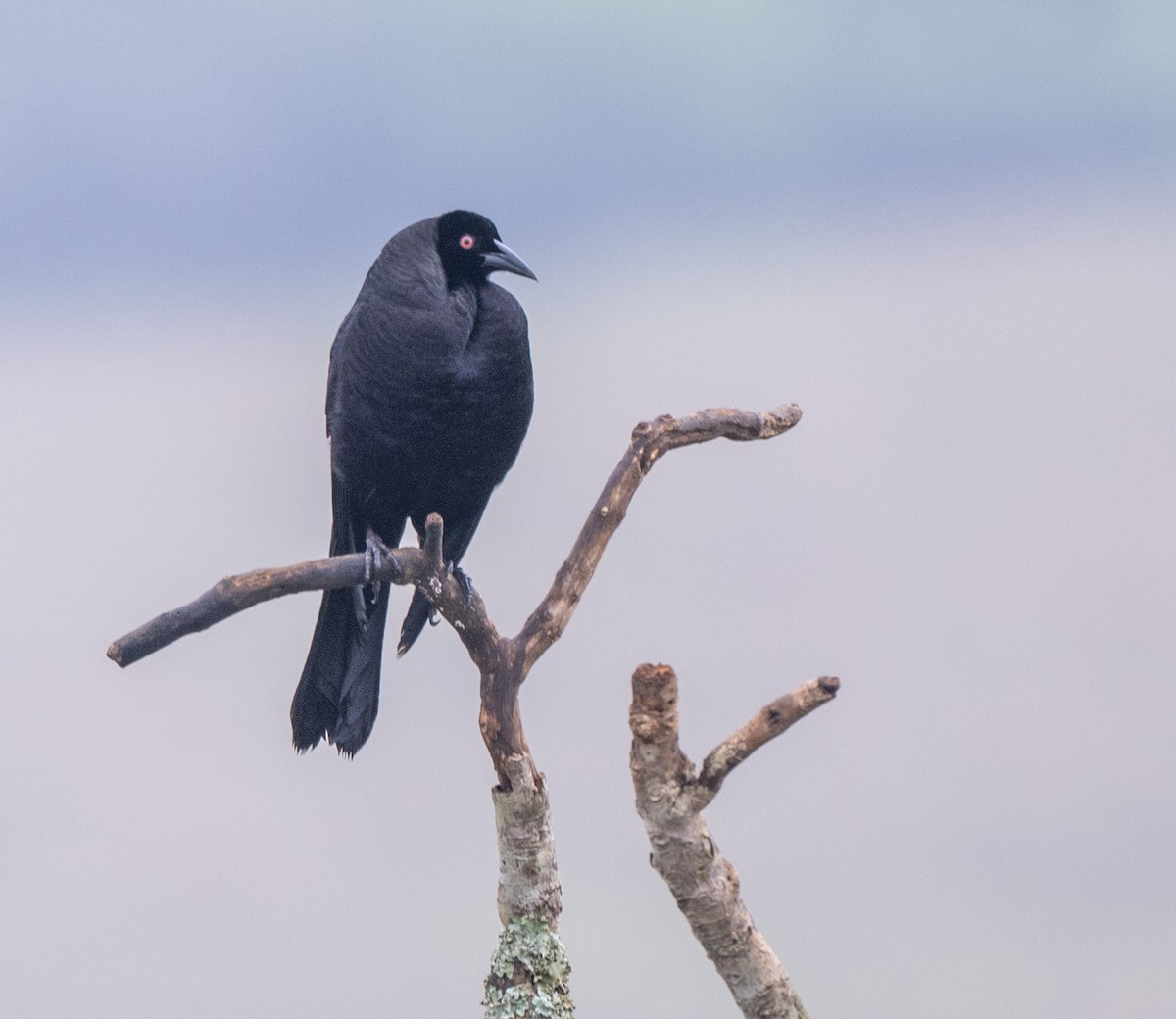 Giant Cowbird - ML646011861