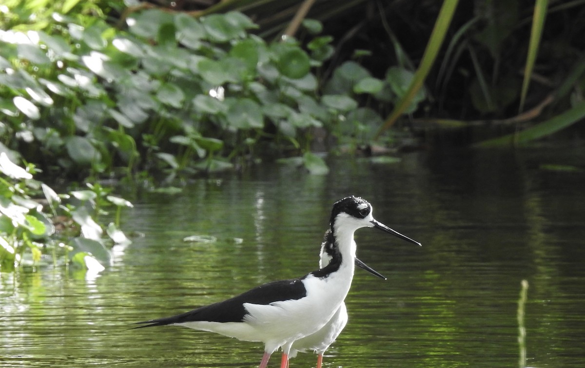 Black-necked Stilt - ML646011865