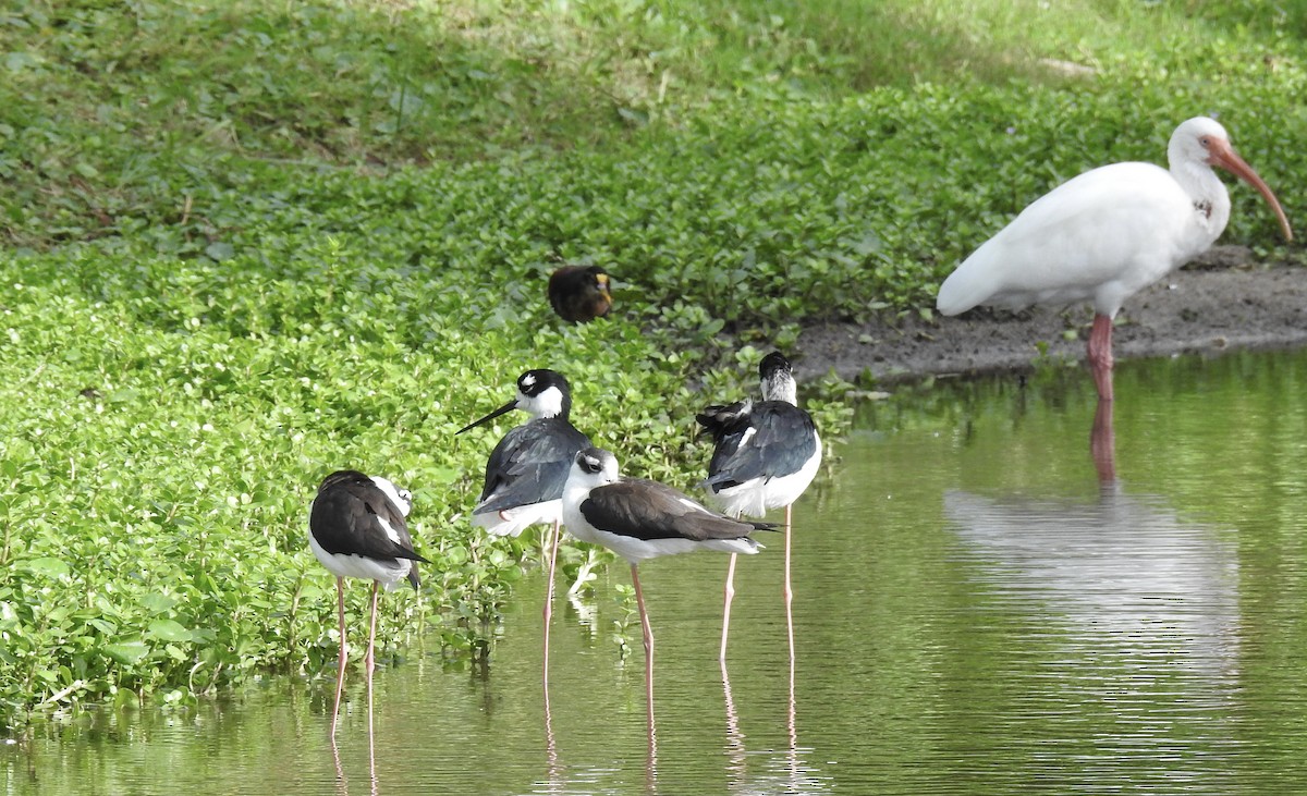 Black-necked Stilt - ML646011866