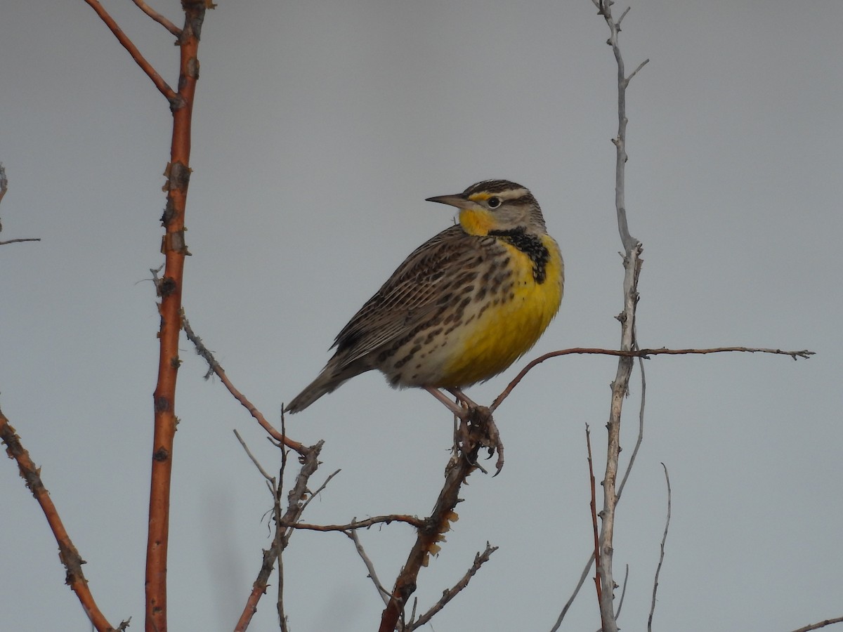 Western Meadowlark - ML646011874