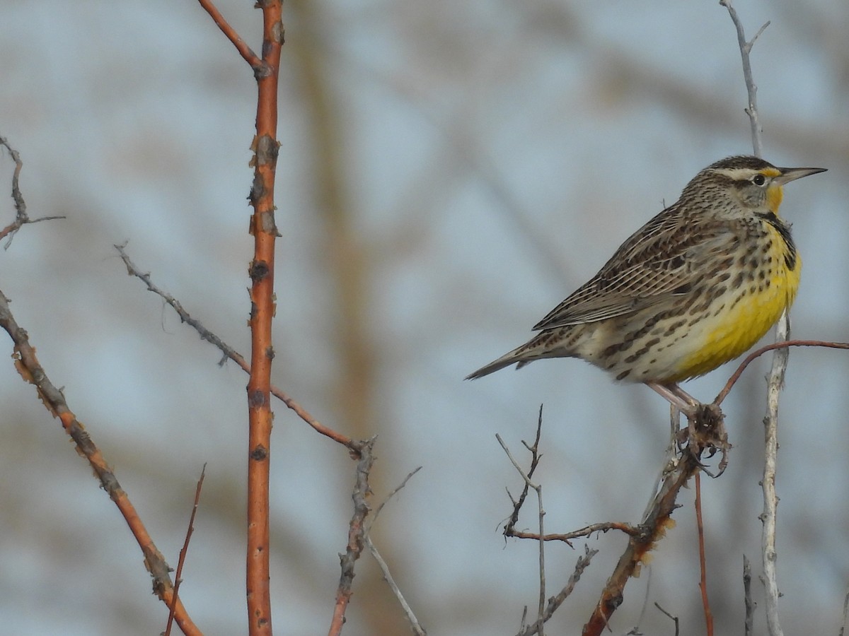 Western Meadowlark - ML646011875
