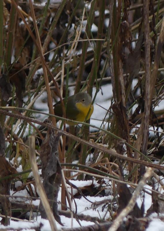 Nashville Warbler - ML646011876