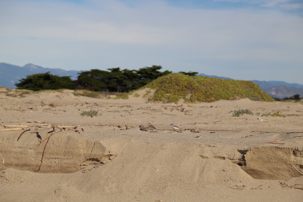 Snowy Plover - ML646011877