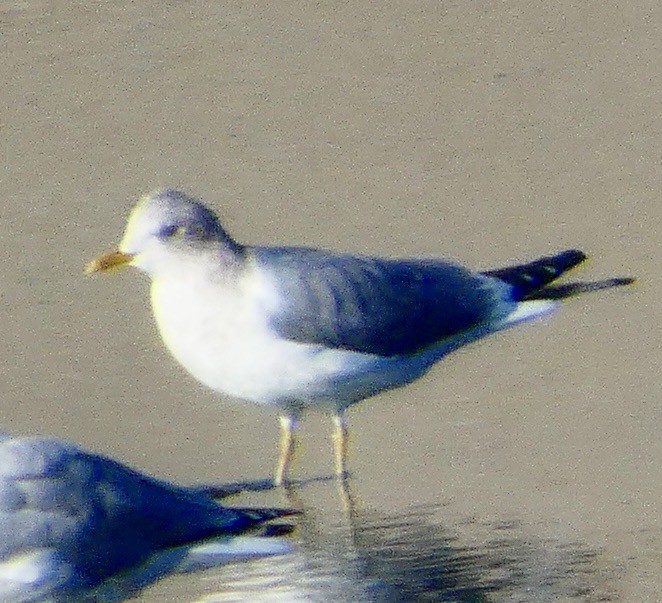 Short-billed Gull - ML646011880