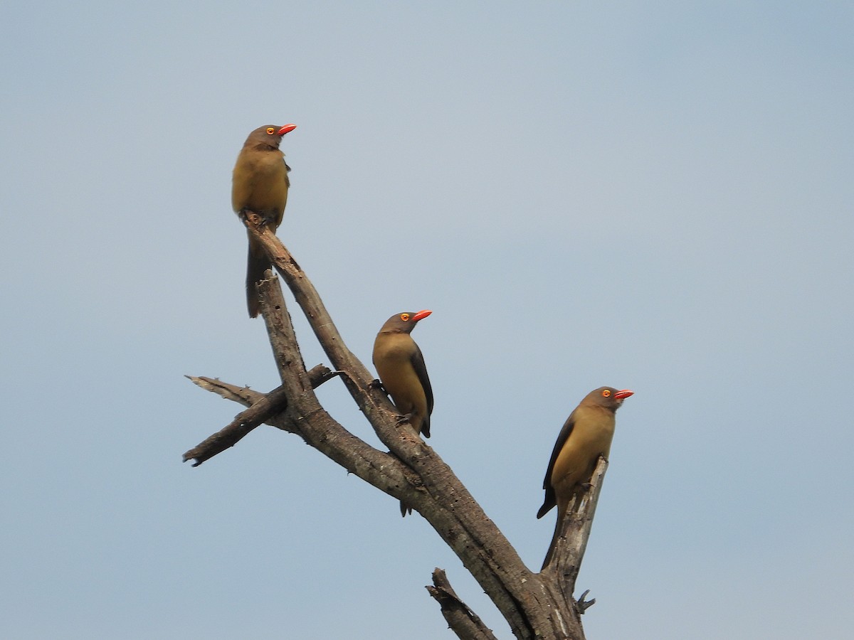 Red-billed Oxpecker - ML646011881