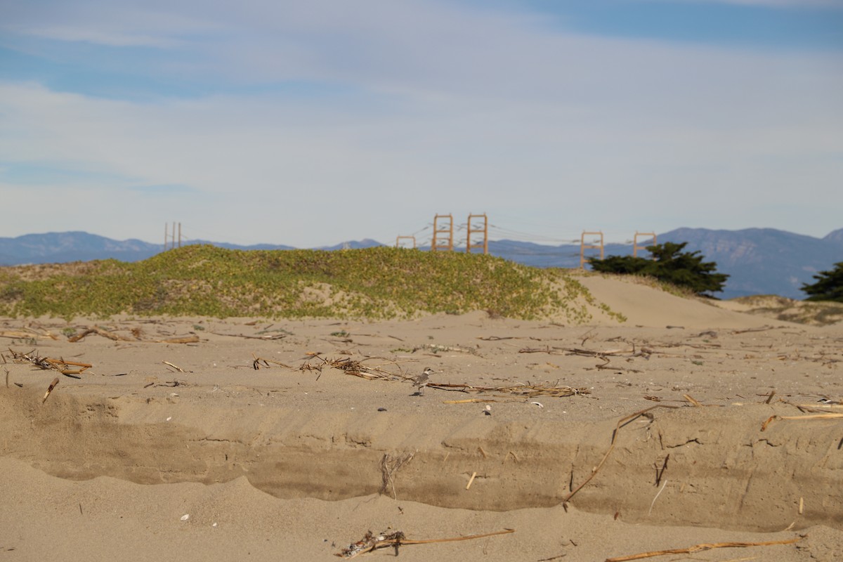 Snowy Plover - ML646011888