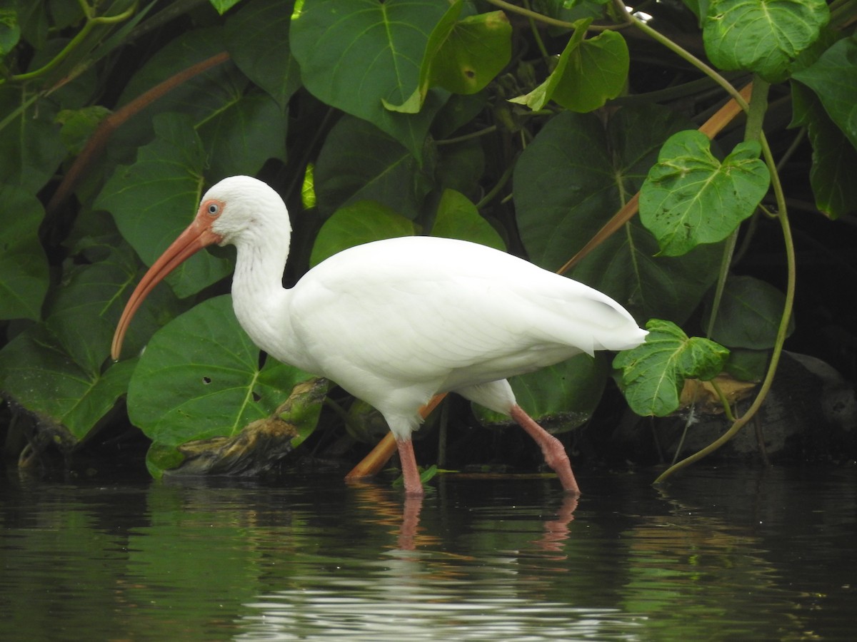 White Ibis - ML646011889