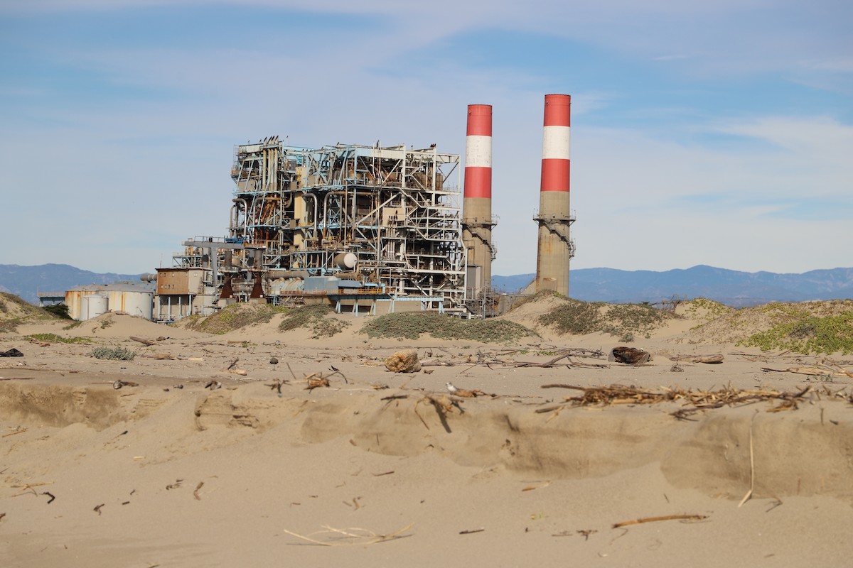 Snowy Plover - ML646011894