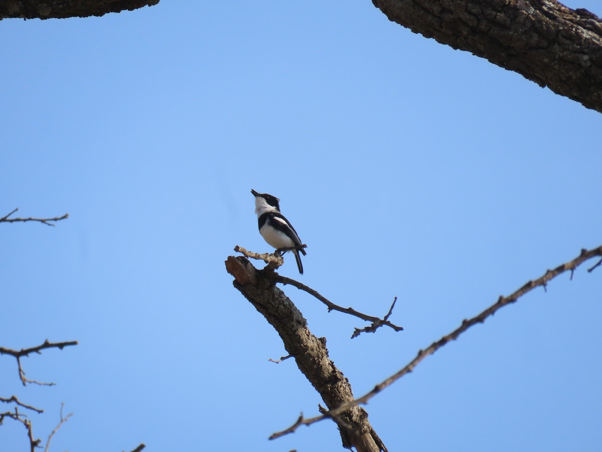 Chinspot Batis - ML646011895